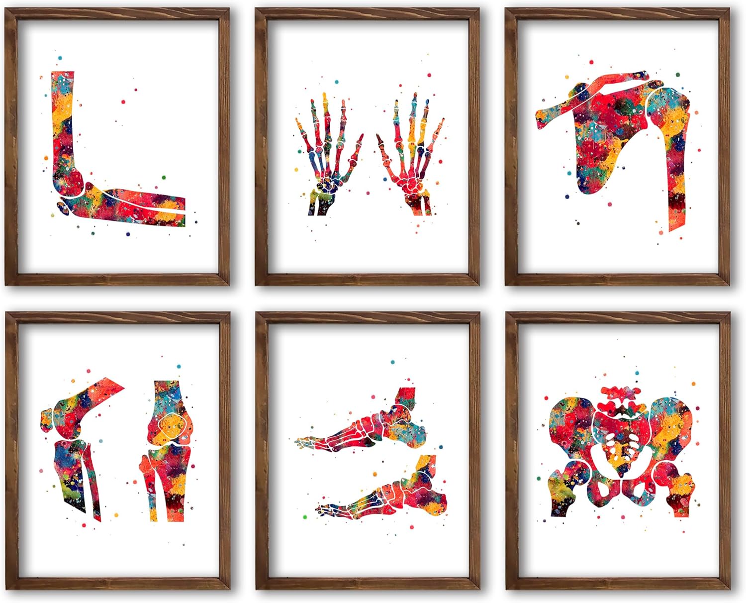 Watercolor Human Skeleton Anatomy Bones Illustration Poster Set for Biology Classroom Display, Lab Chiropractic Medİcal Office Learning Wall Skeleton Study Desk Physical Therapy Science Wall Art, Med Student Orthopedist Teacher Science Enthusiast Graduation Gifts - 8x10 Unframed Poster Set
