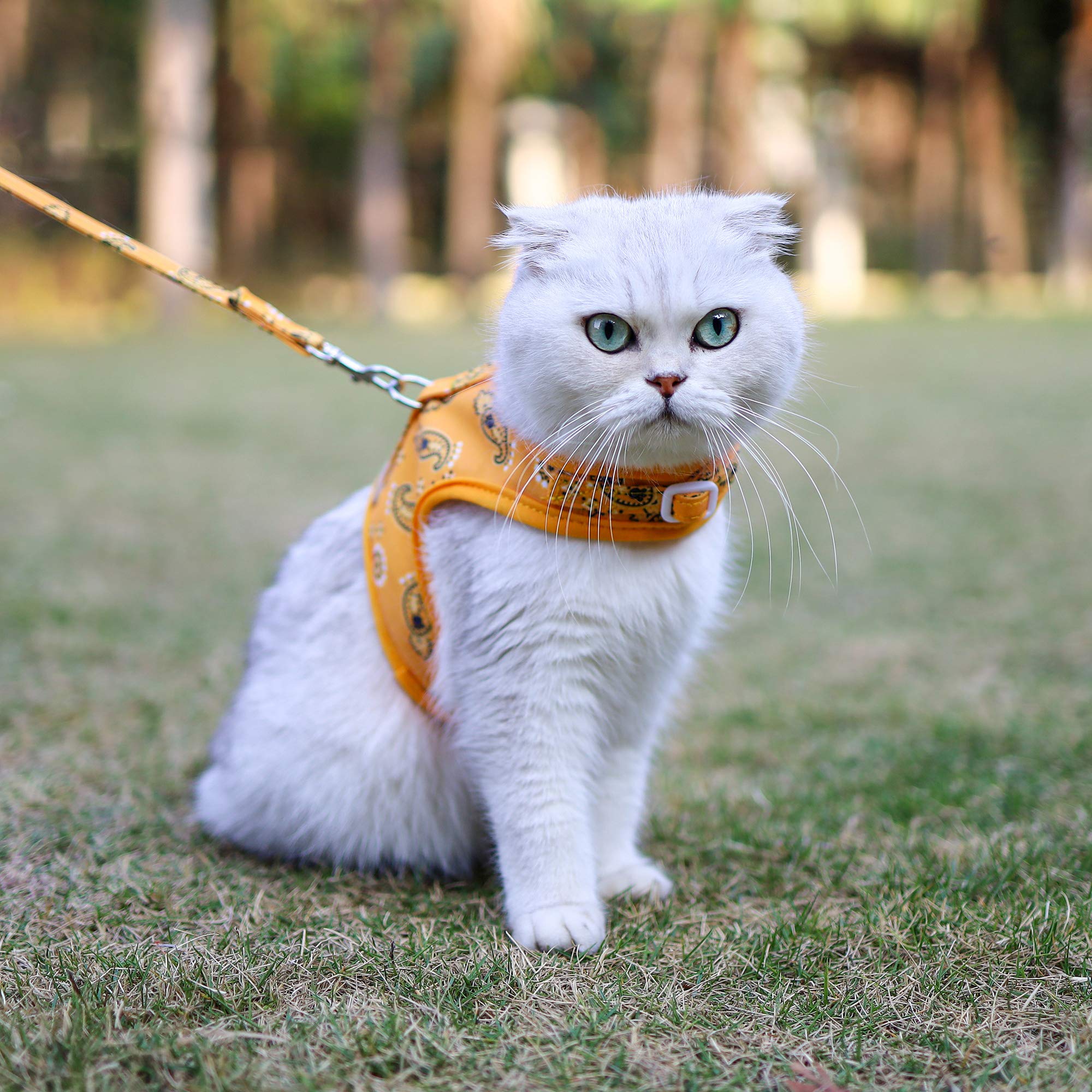 Harnais et Laisse pour Chat pour la Marche, Harnais de Marche réglable pour Chat, Ensemble de Laisse, Gilet d'extérieur Facile à contrôler Little Surprise