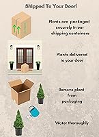 Vista 4 de 1 galón, Arbusto de Abeto Enano de Alberta, Verde