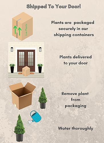 Vista 4 de 1 galón, arbusto de abeto enano Alberta, verde