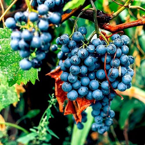 Miniatura 2 de 2 enredaderas de uva Concord para plantar al aire libre, planta de uva Concord viva de 1 a 2 años de edad, frutas de uva dulces