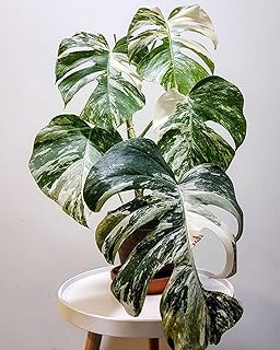 35+ Seeds Pcs Organic Monstera Deliciosa Albo Variegated Seeds, Monstera White Tiger Plant Seeds - Perfect for Planting and
