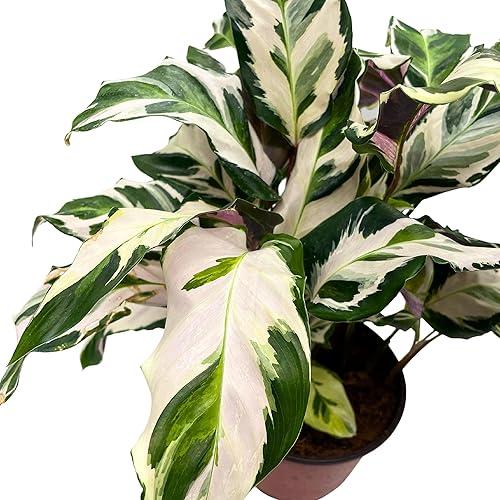 Miniatura 5 de BubbleBlooms Calathea Stella en una maceta de 6 pulgadas hermosa planta blanca abigarrada Lietzei Fusion White