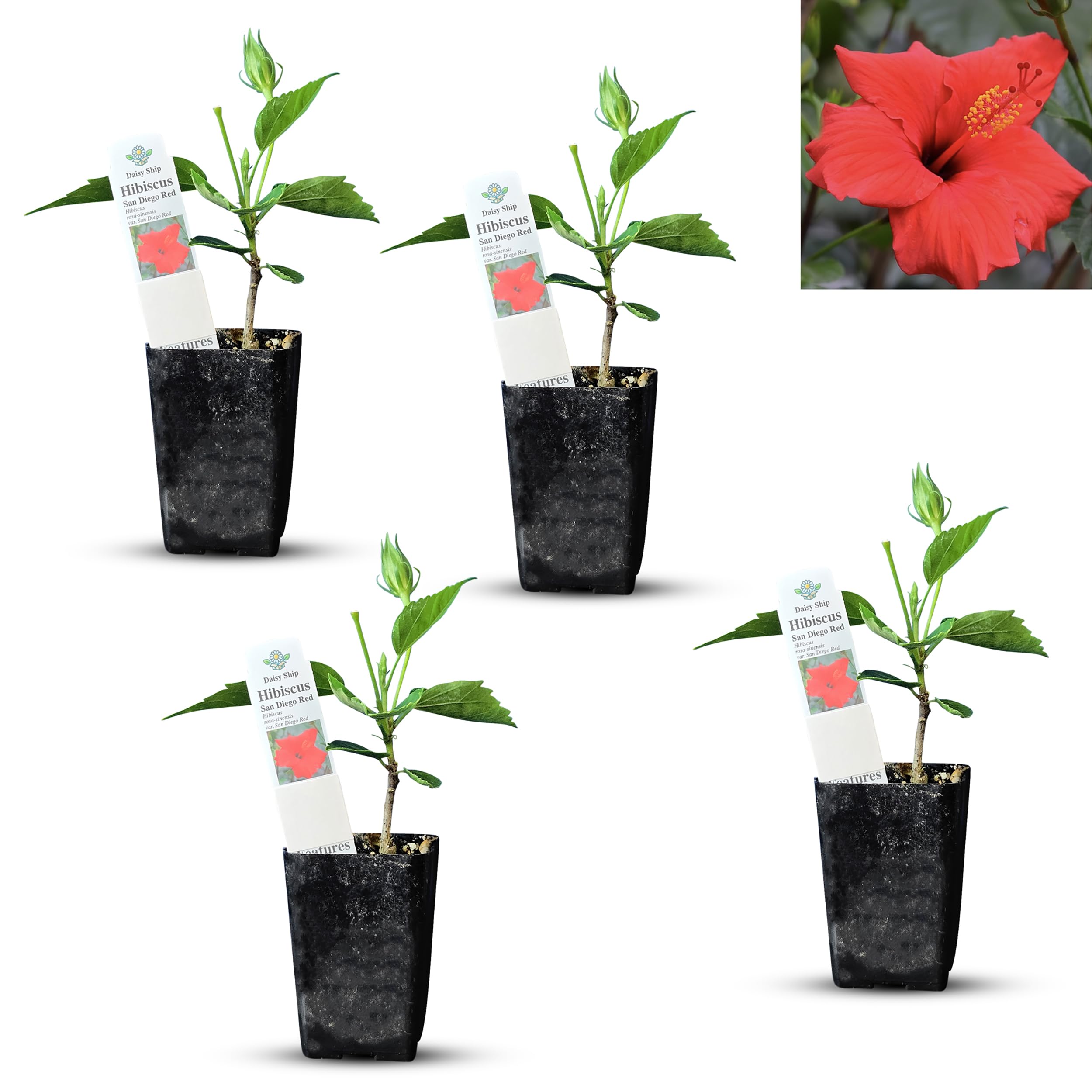 Daisy Ship Red Hibiscus 4 Cups