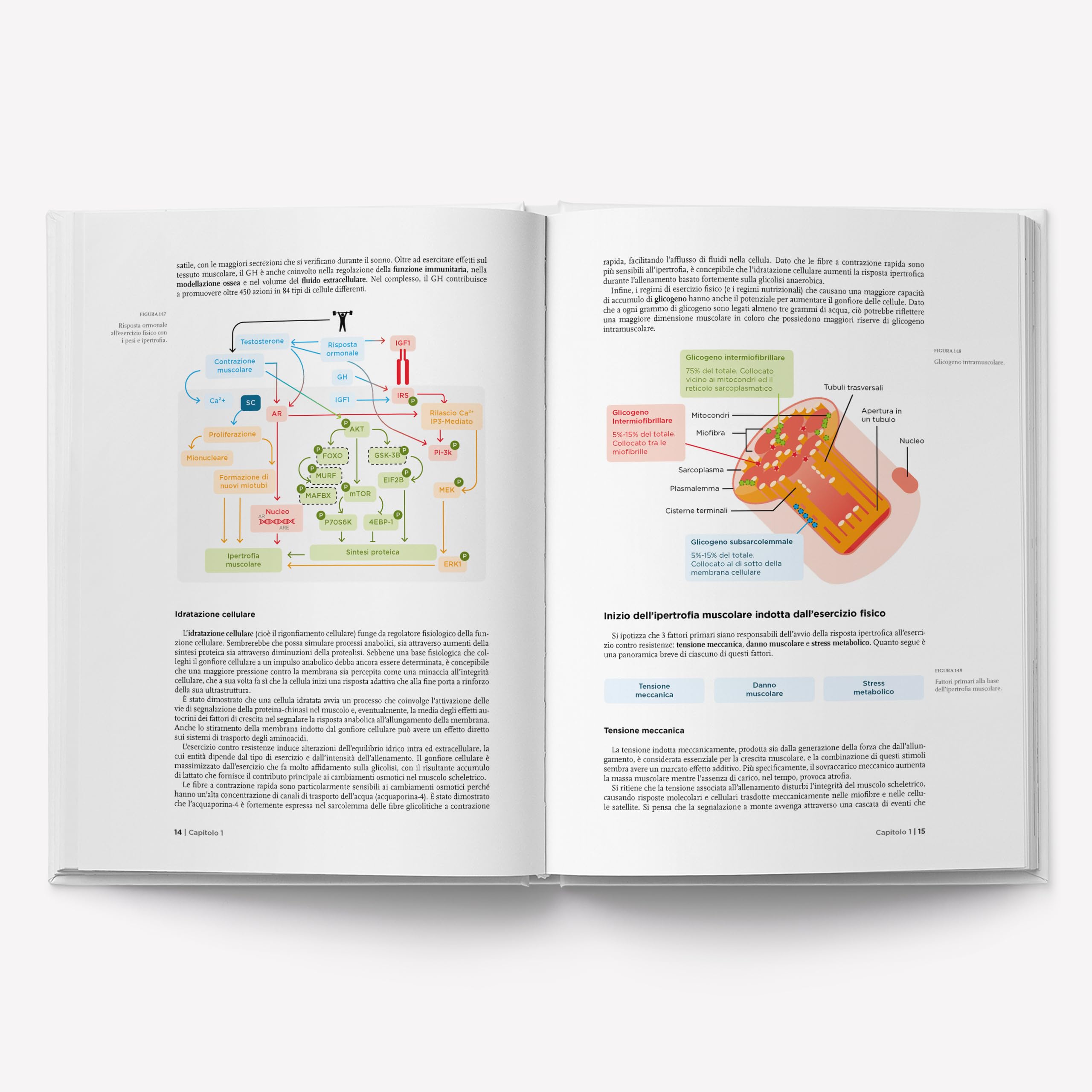 Il manuale del nutrizionista sportivo