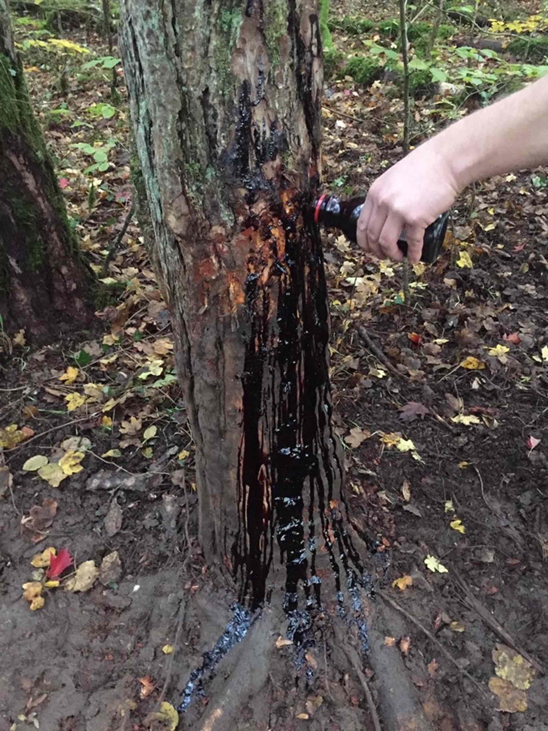 Atrayente para Jabali de Resina de Haya Black Fire Caza