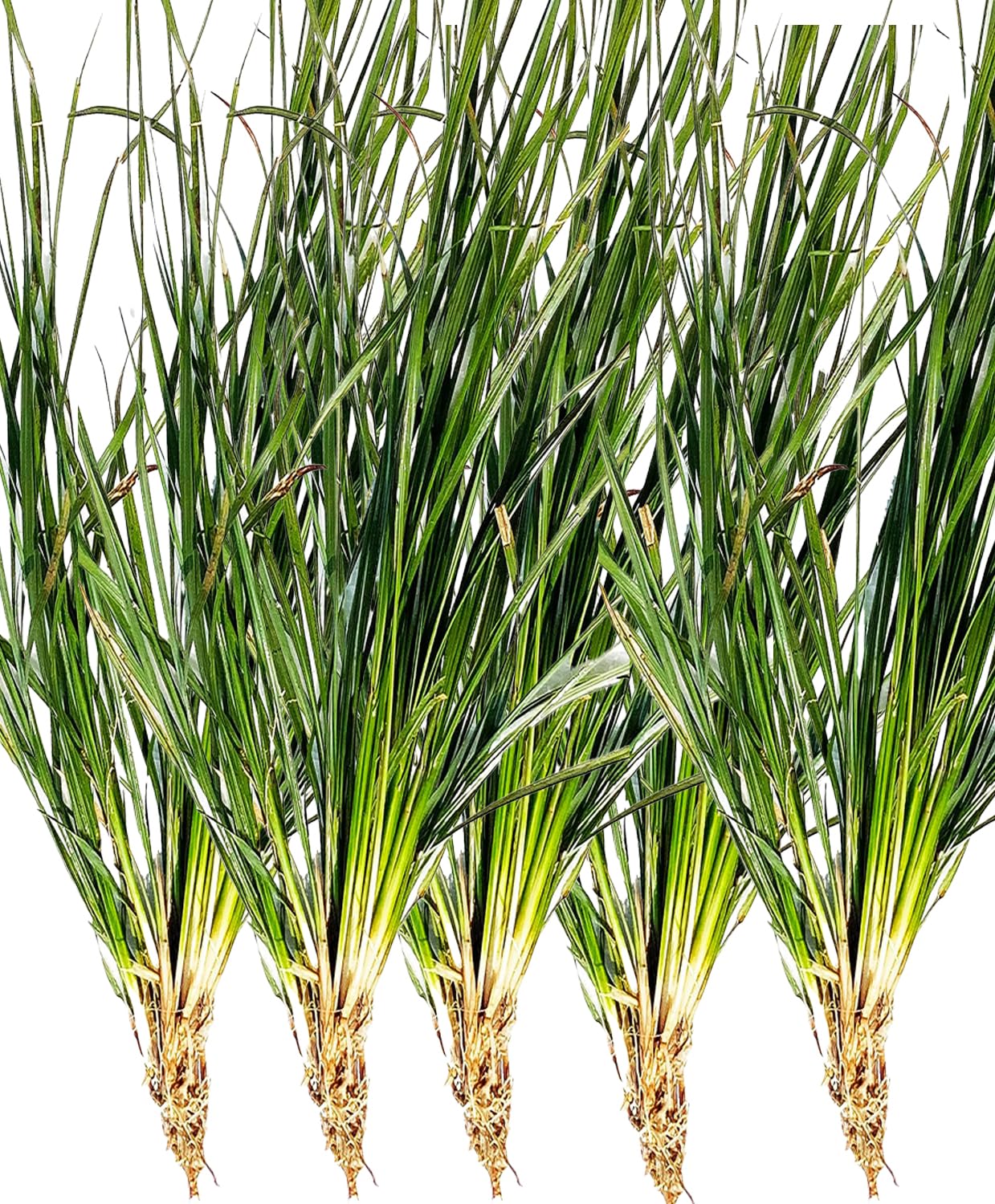Awadh - Kusha Grass Roots Darbha Kusha Outdoor Plants For Balcony Live Kush plant Roots For Germination Live Plant, Kush ka Paudha - PACK OF 5 (B0CFHD9MX6) Amazon Price History, Amazon Price Tracker