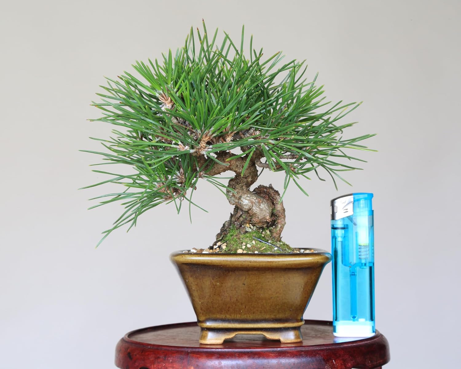 松 盆栽 三河黒松 小品盆栽 泰寿園 Online 現品 一点物 黒松 松 盆栽 松柏