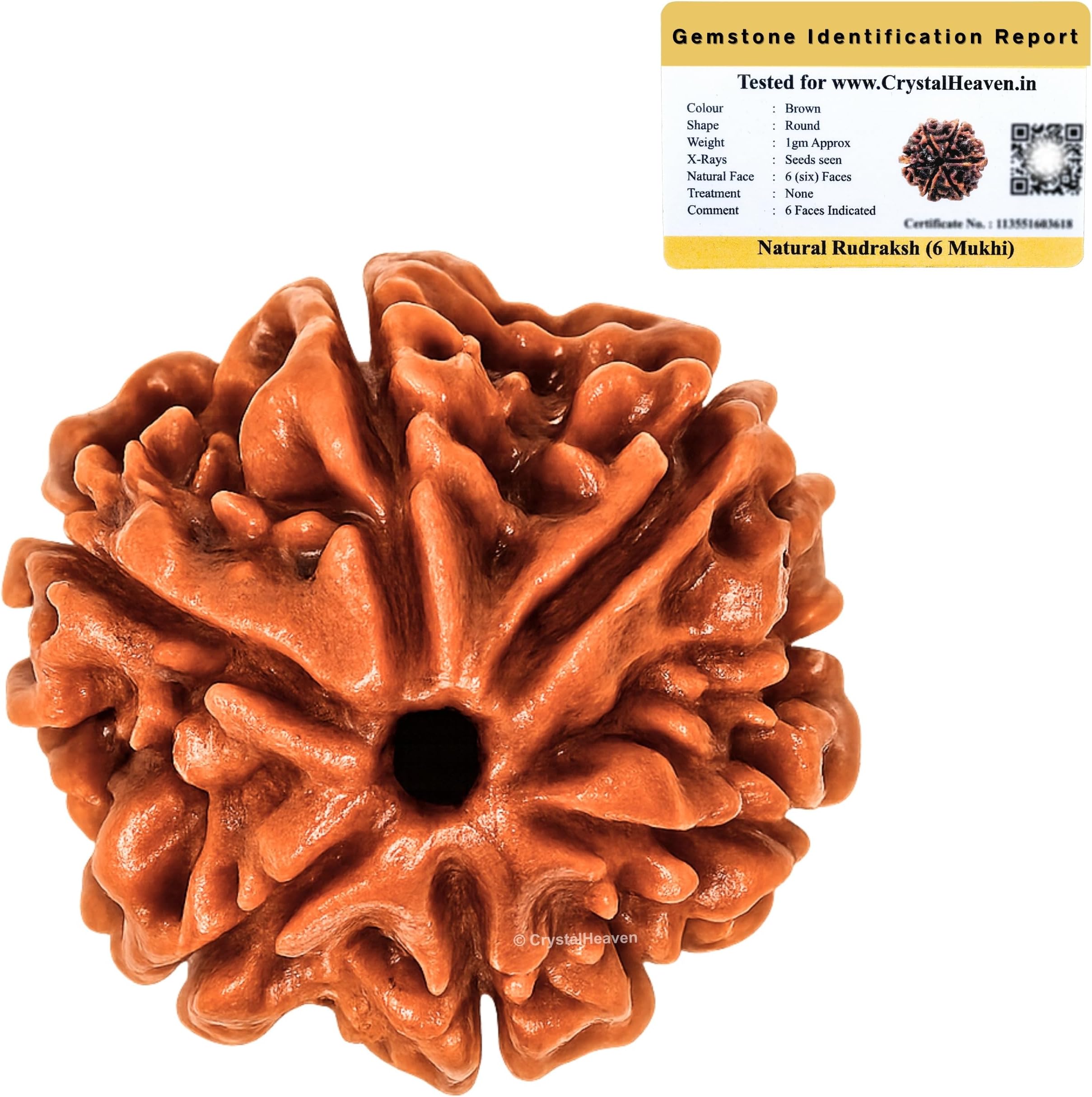 Crystal Heaven 6 Mukhi Rudraksha Original Certified Bead - Natural Nepali 6 Mukhi Rudraks For Meditation And Prayer, Protection, Chakra Balancing, Spiritual Growth And Diy Pooja Supplies