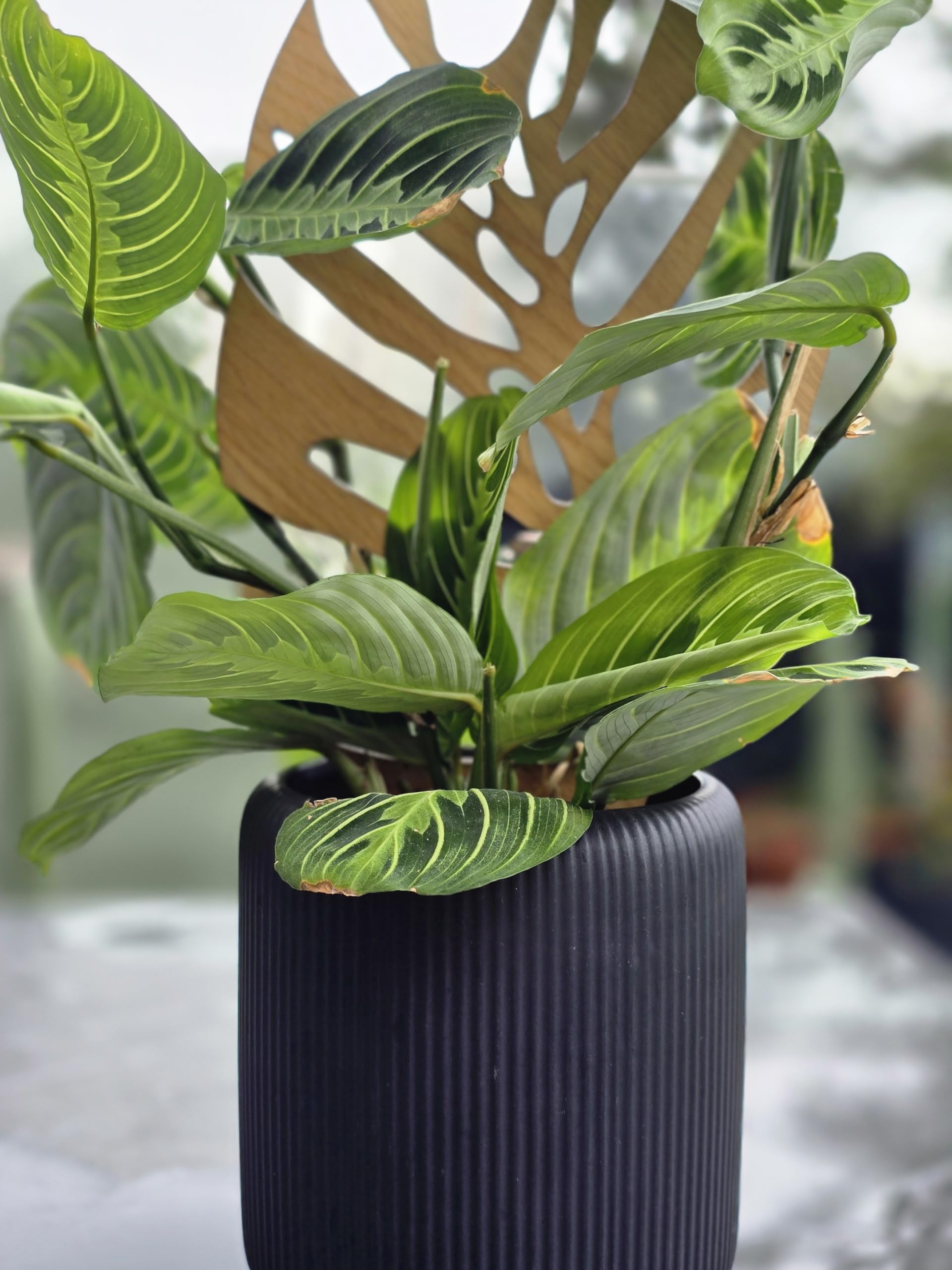 Woodream Monstera Pflanzenstütze aus Eichenholz 60 cm | Größe L | Natürliches Rankgitter - Blumengitter - Rankhilfe | Für Zimmerpflanzen | Innenraum Dekoration | Für Pflanzenliebhaber