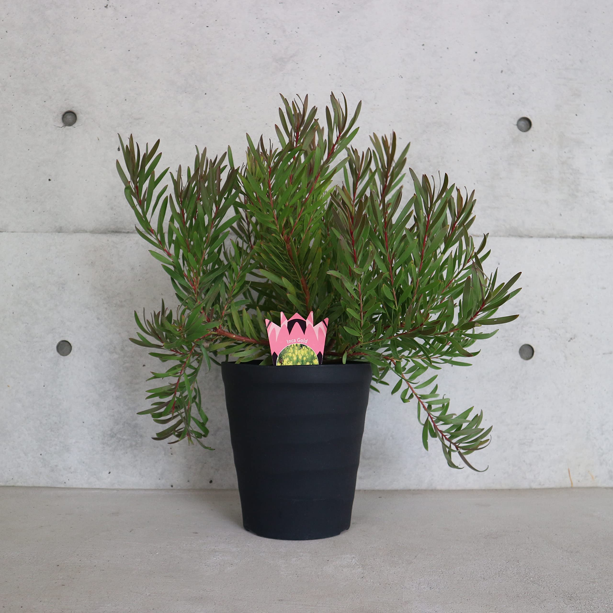 リューカデンドロン インカゴールド 8号 Amazon.co.jp: リューカデンドロン・インカゴールド 8号大苗【品種で