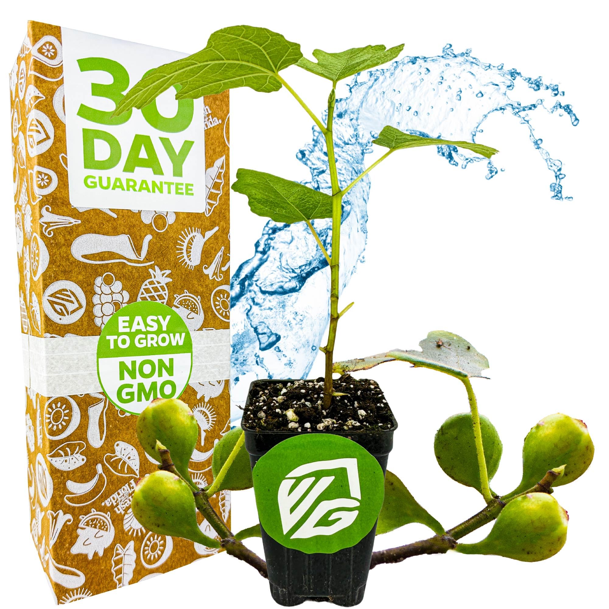 Fignomenal Dwarf Fig Live Plant - Ficus carica - Wellspring Gardens Starter Potted Plant for Indoor and Outdoor Home Decor, Gift Essential for House