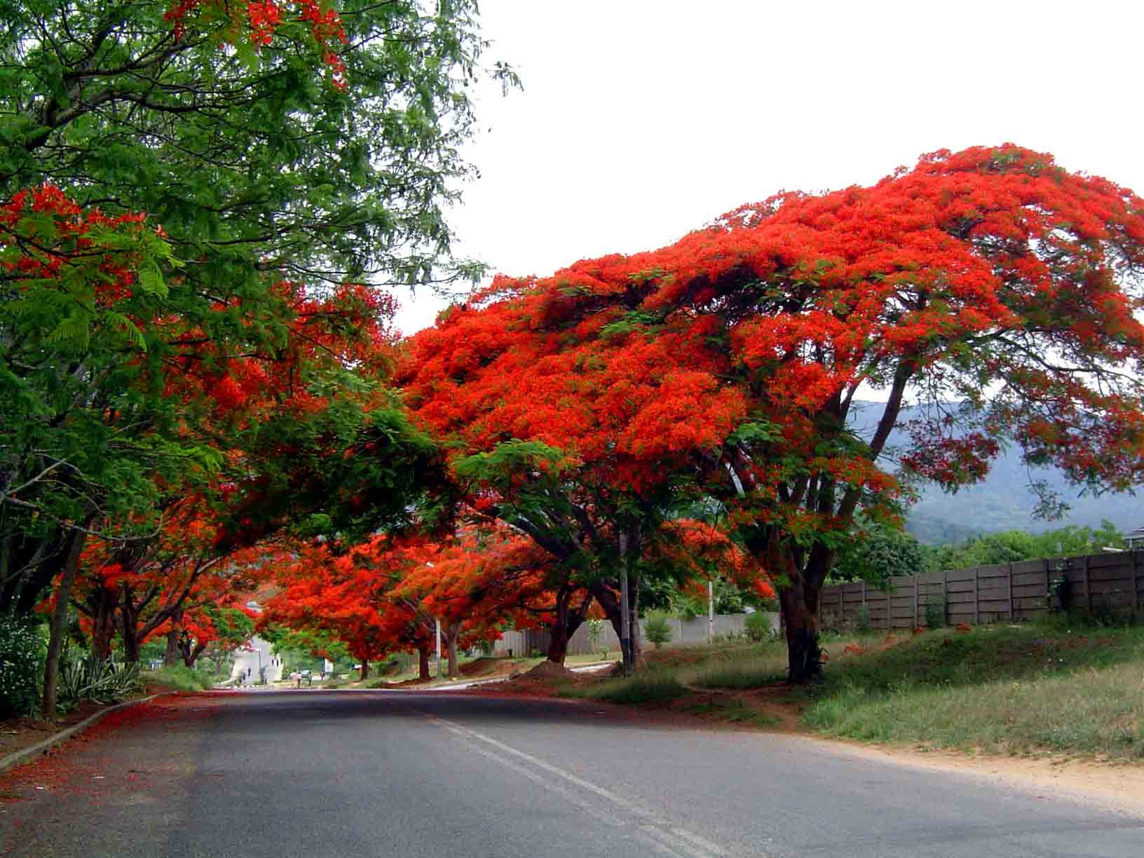 Creative Farmer Flowering Tree - Road Side Flowering Shade Tree - 10 Seeds (B06XK6ZPHN) Amazon Price History, Amazon Price Tracker
