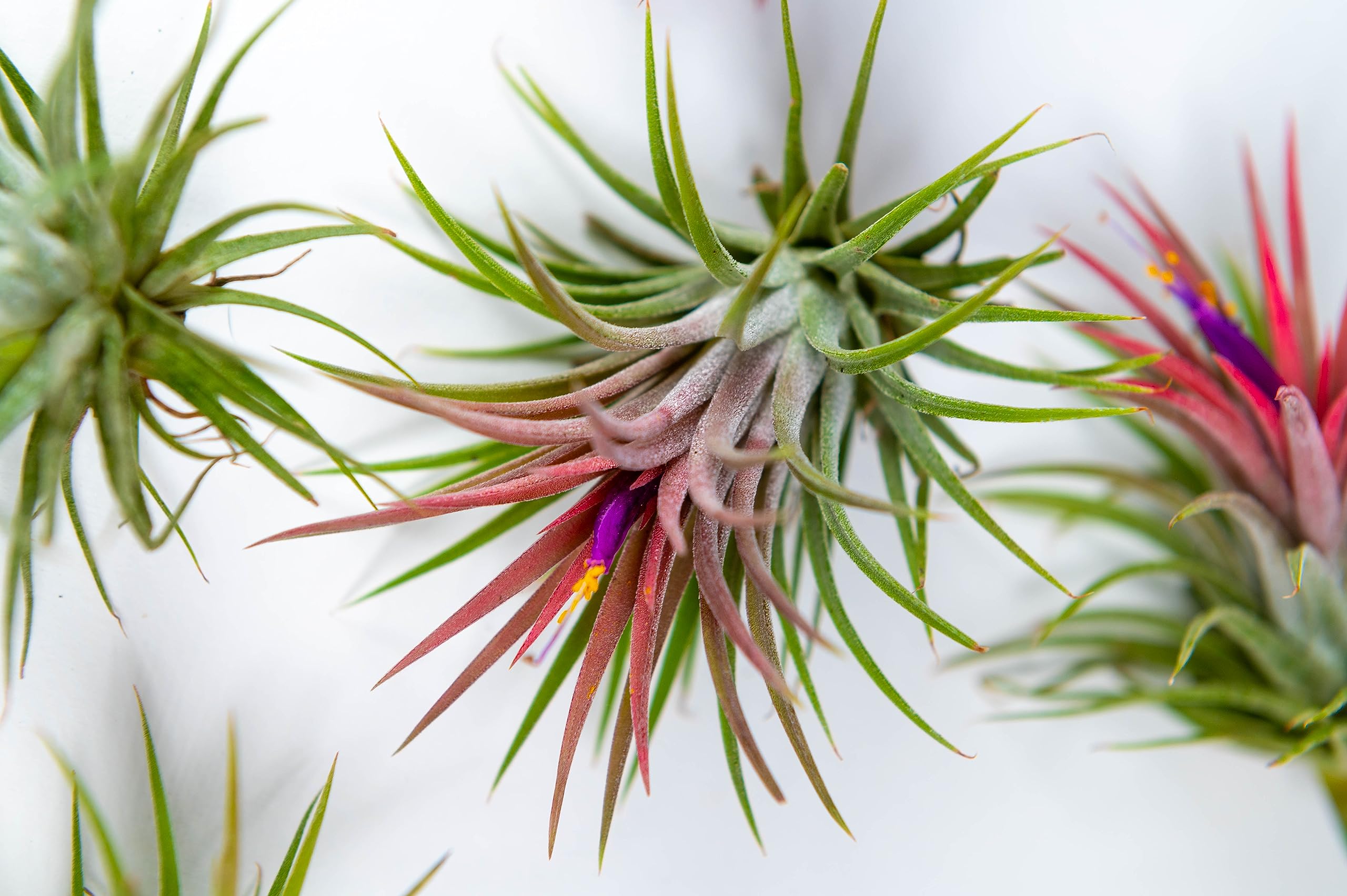 PACK Piante d'aria - Tillandsia Ionantha Rosada, Tillandsia Ionantha Verde, T. Capitata Peach - Piante da fiore naturali - Esterni ed interni (9)