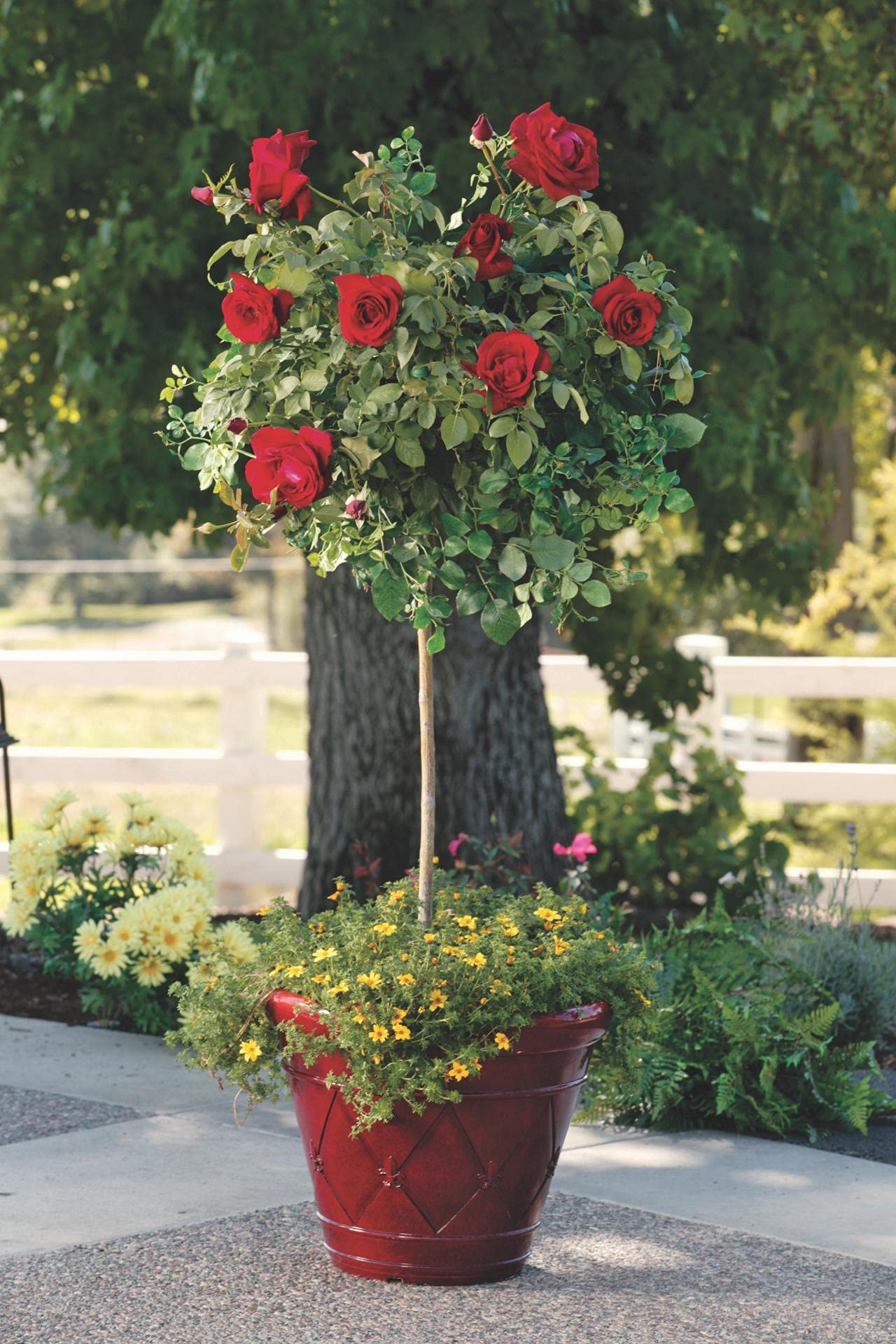 See full amazon price history chart for PlantaZee red Rose Live Flower Plant with Pot PlantaZee red Rose Live Flower Plant with Pot (B09G71BVLW) Amazon Price History, Amazon Price Tracker