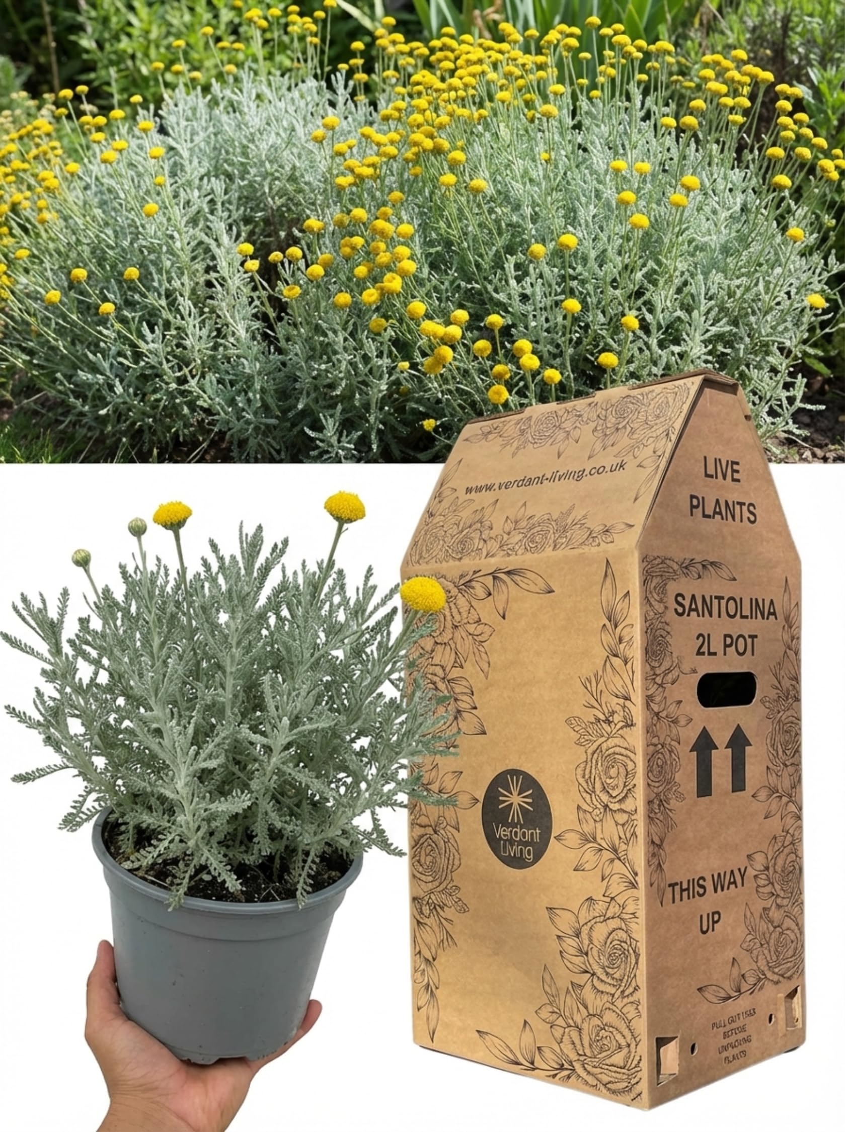 Santolina Chamaecyparissus Plant in 2Ltr Pot – Lavender Cotton, Hardy Evergreen Shrub for Gardens, Borders, Rockery, Patio & Containers – Drought Tolerant, Silver Foliage, Bee Friendly, UK Grown