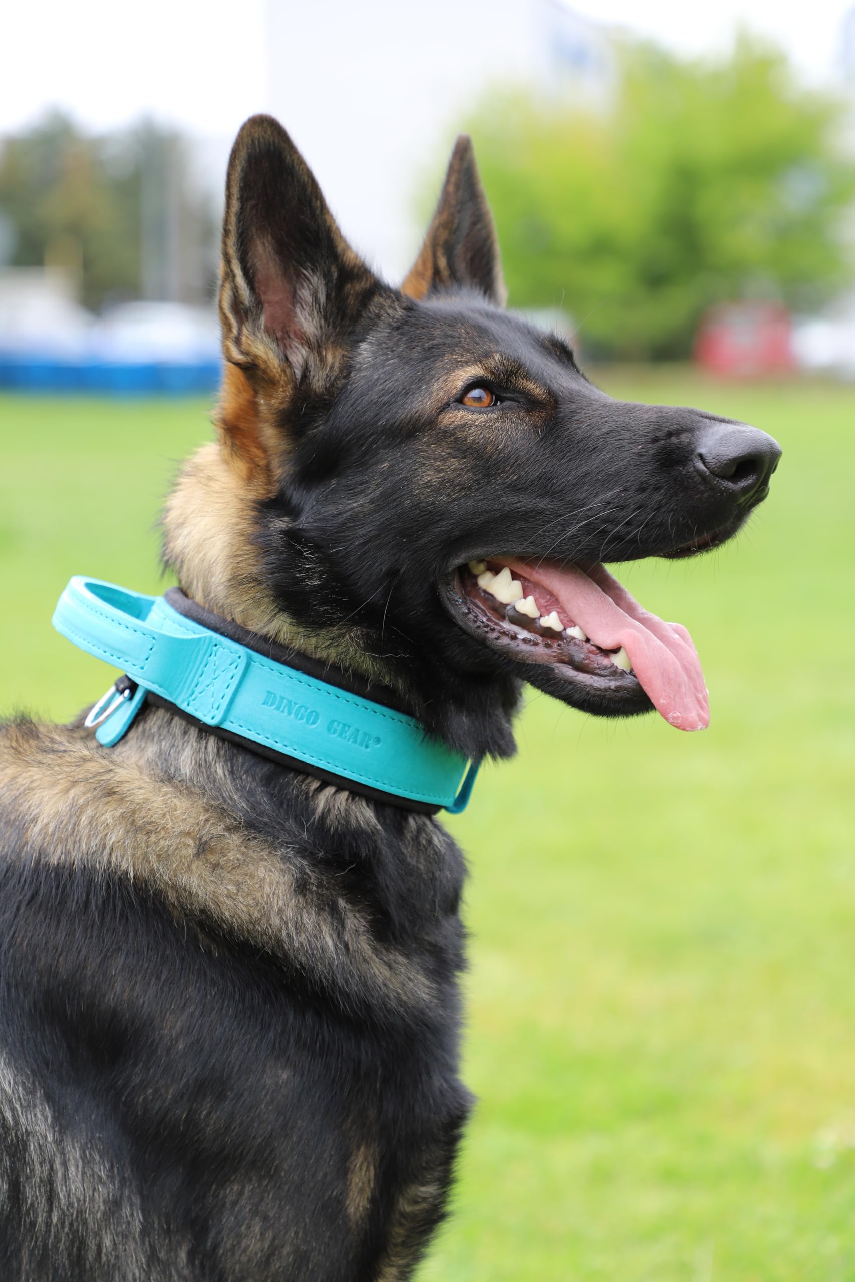 DINGO GEAR Drago skórzana obroża dla psa, amortyzowana, z mocnym szerokim uchwytem, ręcznie robiona, obwód szyi 48-56 cm, do treningu i spacerów, ochrona przed ciągnięciem, miękka wyściółka, niebieska