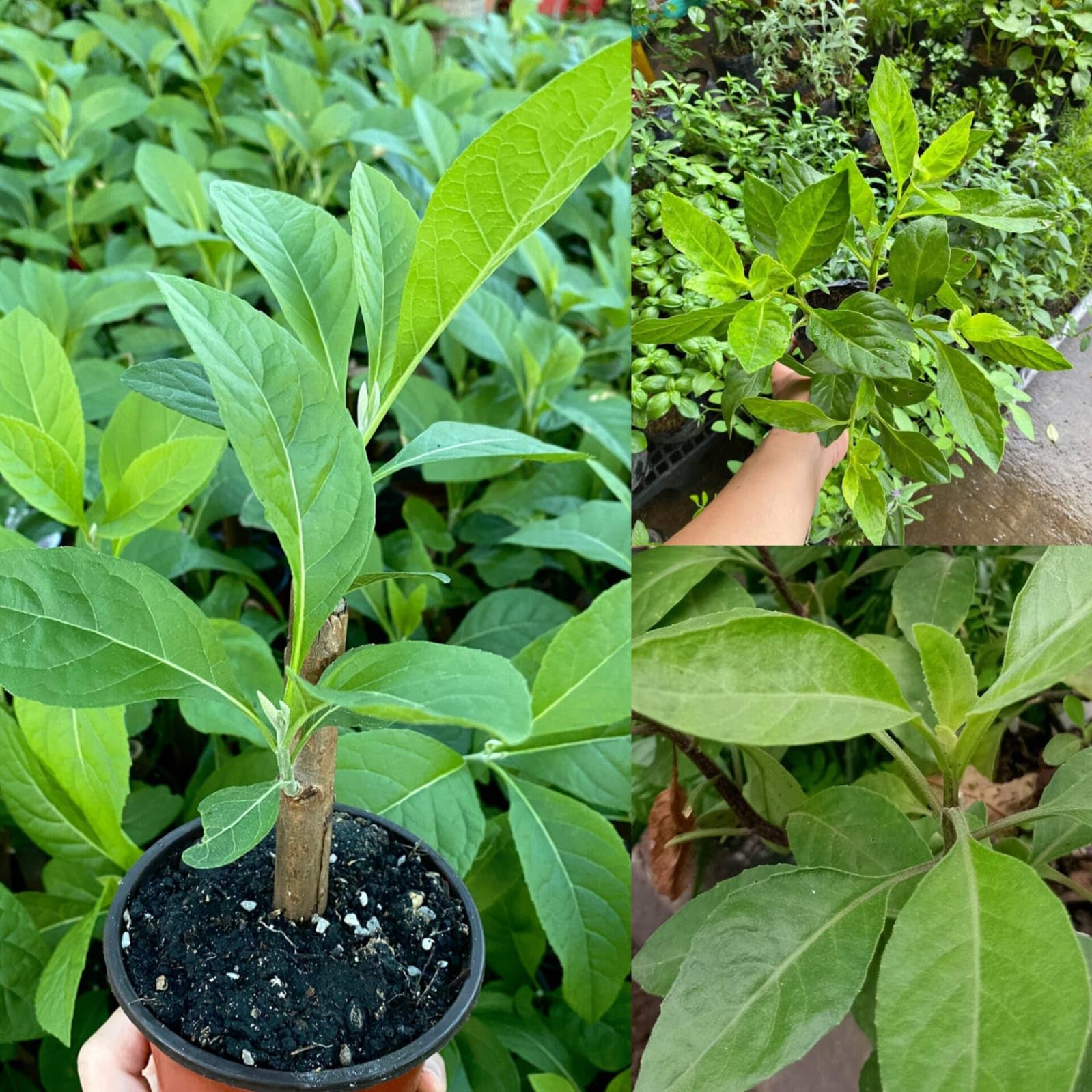 Diabetes control plant live, Madhunashini, Gymnema sylvestre medicinal plant (Pack of 1 Live Plant)-image-38