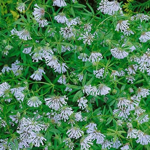 Miniatura 3 de Outsidepride 1000 semillas anuales de Asperula Orientalis Blue Woodruff Hierba Garden Seed para plantar