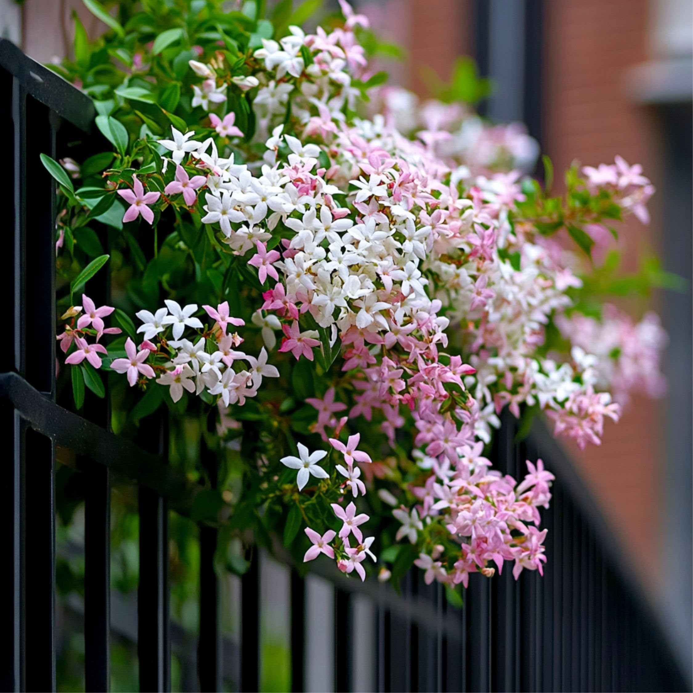 Plant in a Box - Trachelospermum jasminoides 'Pink Showers' - Set de 2 - Jasmin XL - Grimpante rustique - Pot 17cm - Hauteur 110-120cm