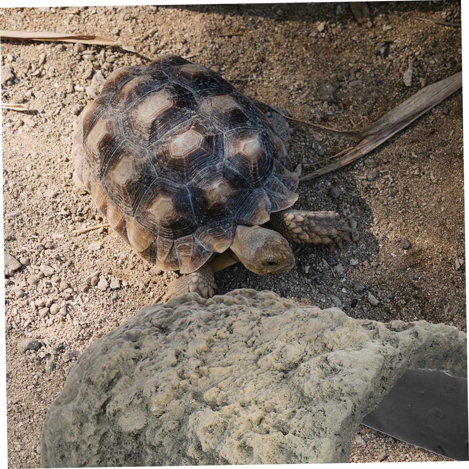 BESPORTBLE Refugio De Resina para Reptiles Cueva Decorativa para Terrario Escondite Natural para Tortugas Ranas y Lagartos Accesorio De Paisajismo para Acuarios y Terrarios