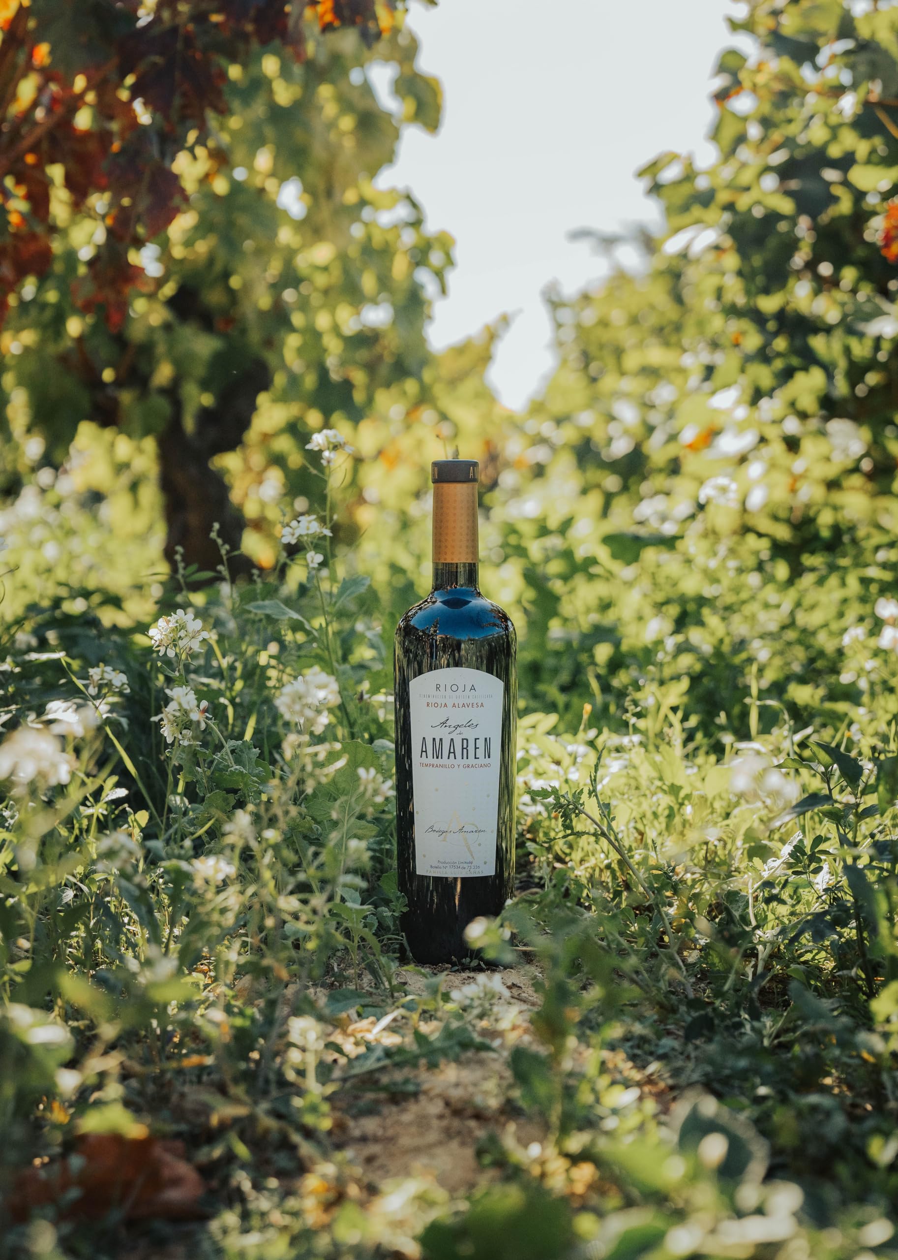 Ángeles de Amaren - Vino Tinto con D.O. Rioja - Elaborado con Variedad de Uva Tempranillo y Graciano - Notas Frutales - Barricas de Roble Francés y Americano - Incluye Estuche - 6 Botellas de 75 cl