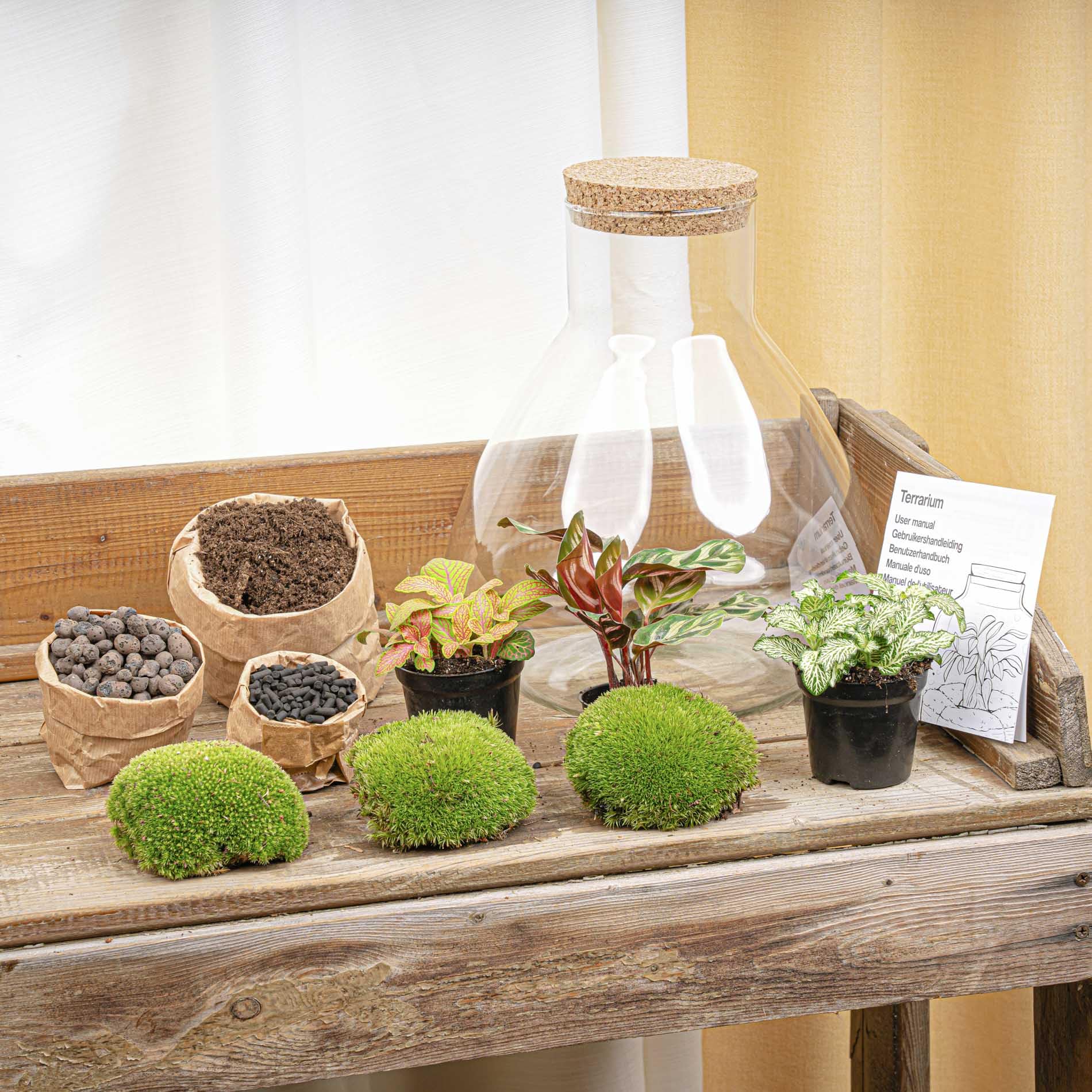 Kit DIY Terrarium • Sam XL Red • Écosystème avec Plantes • ↑ 35 cm