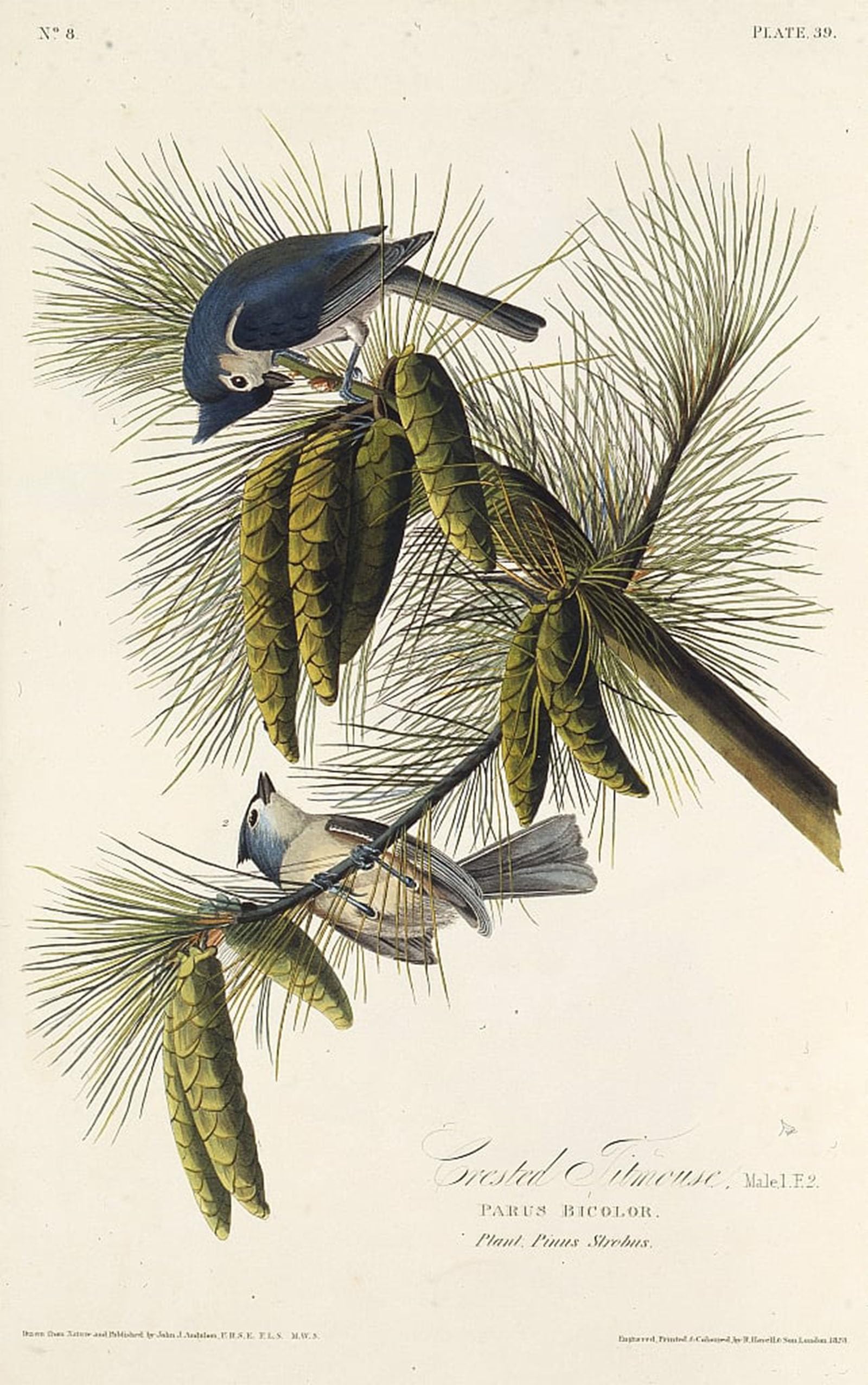 SERENDIPITP Vintage Wall Art Canvas Nordic Poster Canvas Print Picture the Black Crested Titmouse From the Birds of America by John Jame Audubon Wall Art Poster for Home Decor 60x90cm