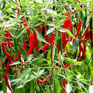 Suttons Pepper Chilli Longhorn F1 Vegetable Seeds, Approx. 12 Seeds per Pack, Grow Your own hot Chilli Pepper Plants from Seed, Ideal for Containers, Patios, Greenhouses