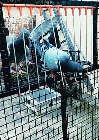 Pigeon Trap Door Stick| Bob Wires| Pigeon Loft Entrance Door Trap Wires (Pack of 25)