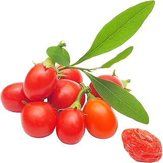 Red Wolfberry Seeds 5g About 2000pcs Organic Sweet Goji Berries Fructus Lycll Fresh Wild Premium Herb Plants Seeds for Planting Garden Yard Outdoor Decor