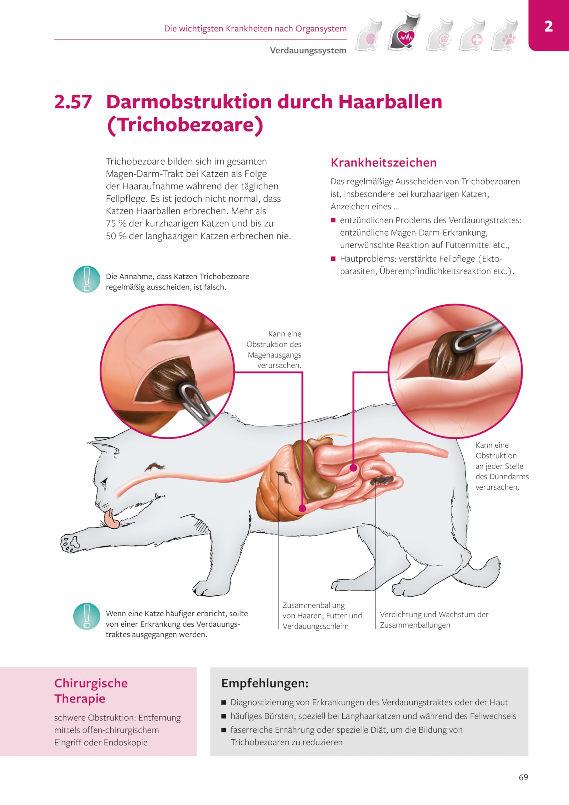 Demonstrationstafeln für die Kleintierpraxis Katzen: Bildmaterial für die Kommunikation zwischen Tierarzt und Tierbesitzer. Jede Seite: laminiert, beschreibbar, abwischbar