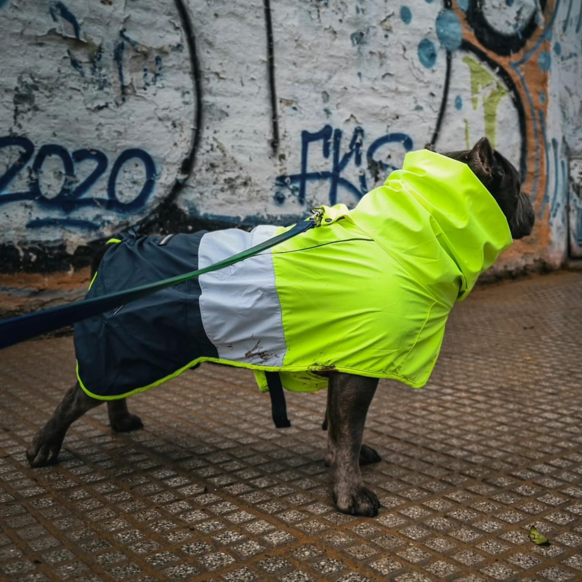 Spark Paws Hondenregenjas, waterdichte winddichte regenjas, voor kleine, middelgrote, extra grote honden, reflecterend, ademend, volledig bedekkend droog pak - neon wit marineblauw, L