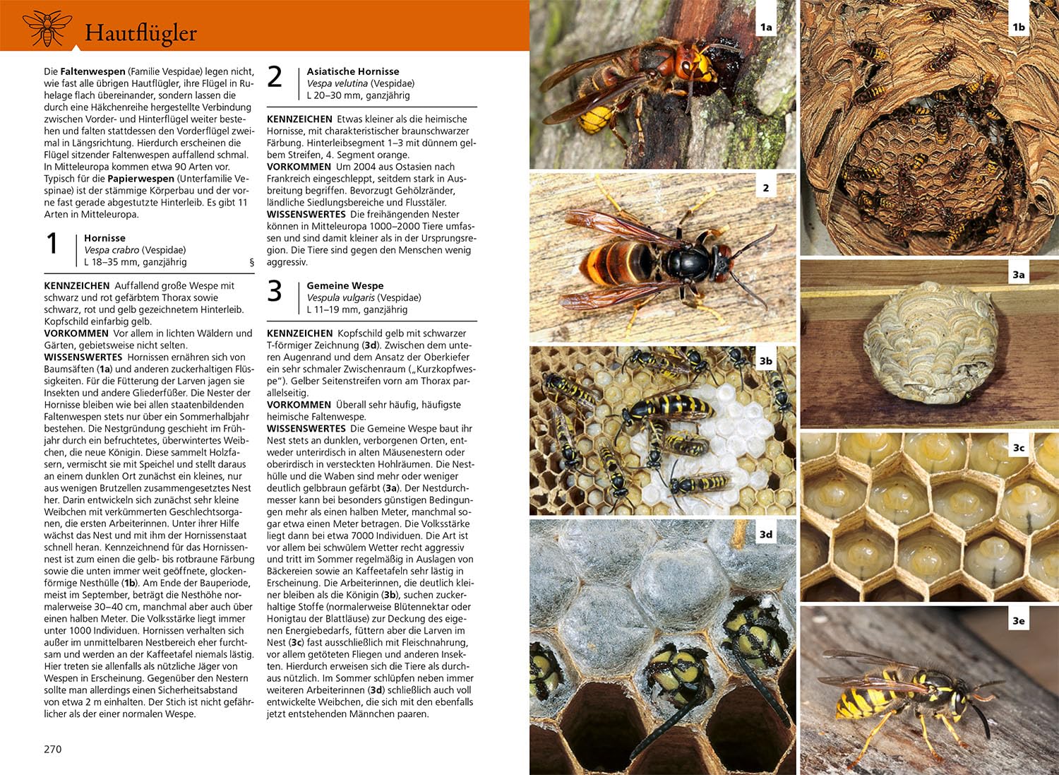 Der KOSMOS Insektenführer