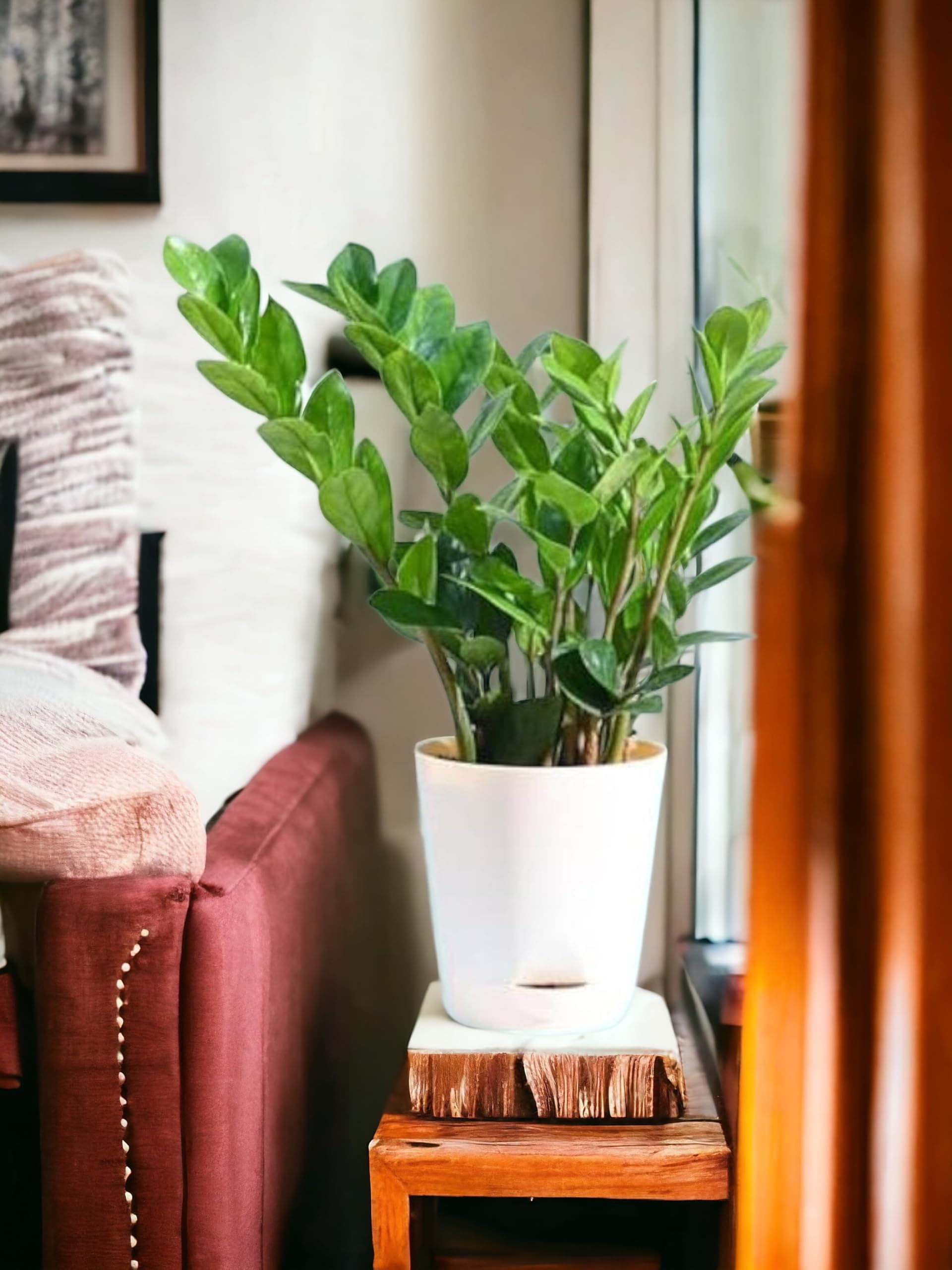 ZZ plant indoor live plant with pot,Zamia Air Purifer Plant Pack of 1 (Zamioculcas Zamiifolia) Indoor House Plant with Glossy Green Leaves-image-48