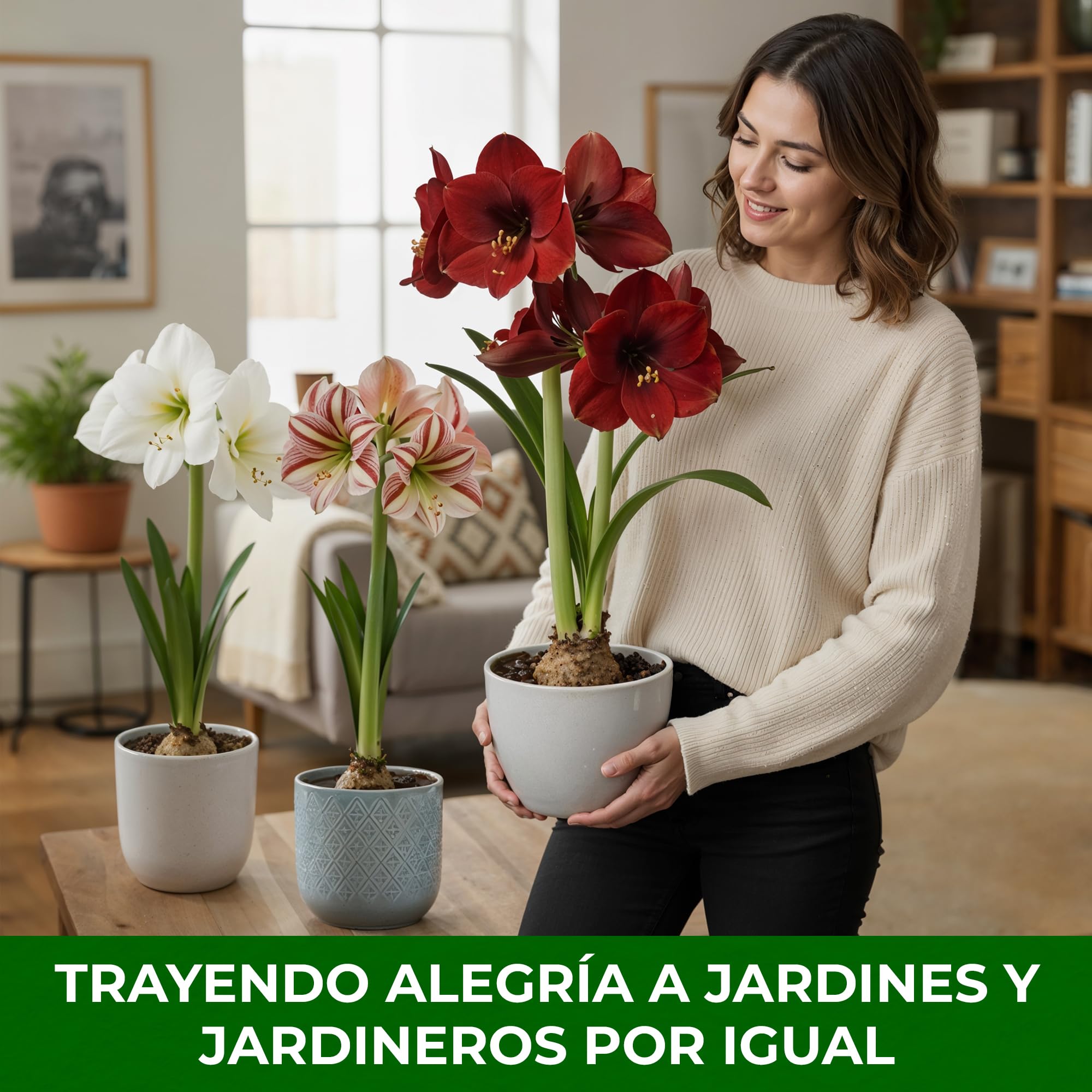 Amaryllis Surprise Collection - 10 Bulbos de Flores - Formato Grande 26/30 - Plantas Naturales Interior de Holanda - Decoracion Casa - Hippeastrum - Sin Semillas, No Artificiales, No Cera