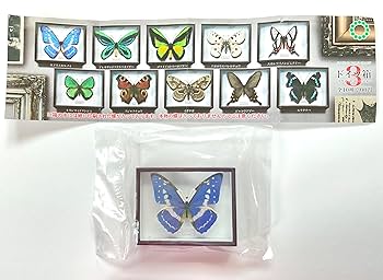 昆虫用品　使用済みドイツ箱5点セット ドイツ箱マグネットコレクション2”が5月16日よりカプセルトイで