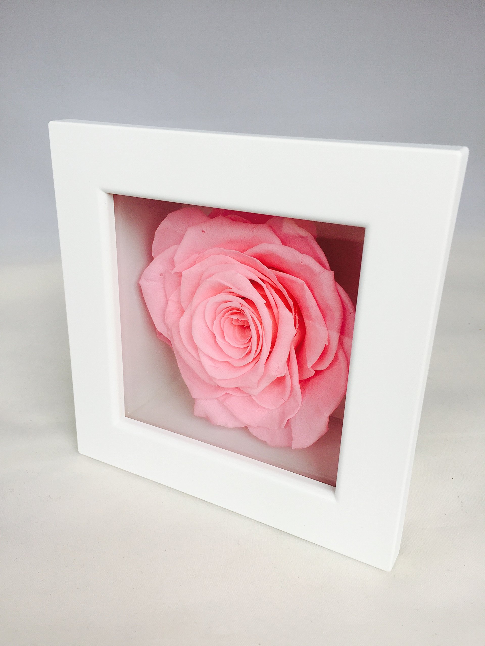 Amazon Only 一輪巨大ローズ高級フレーム プリザーオリジナルピンク ギフト プレゼント ピンク プリザーブドフラワー オンライン通販