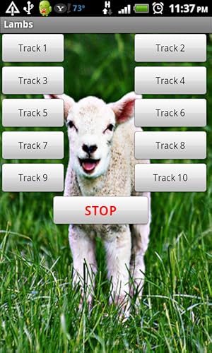 Lamb s - Soft Animals that Babies Love