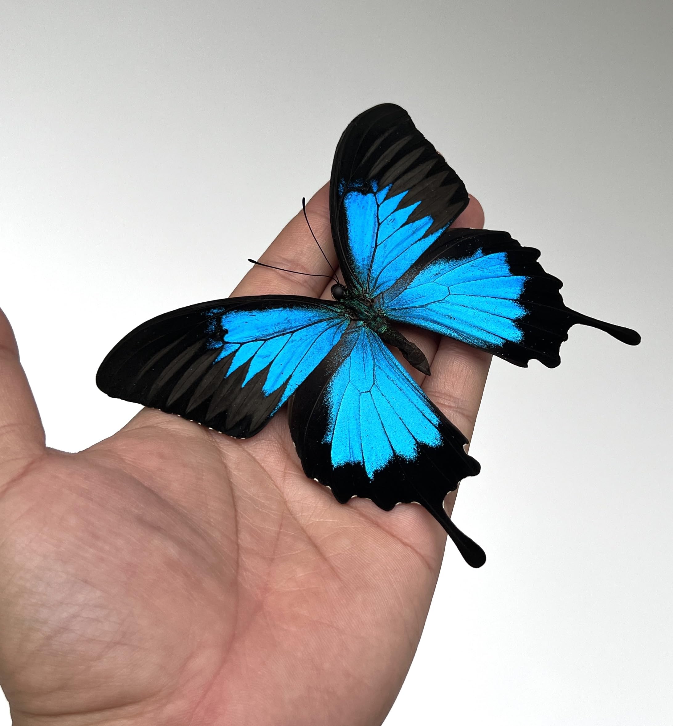 Real Death Head Moth White Skull Acherontia Gothic Witchy Spooky Halloween Butterfly Entomology Shadow Box Insect Oddity Curiosities Taxidermy Wall Art Home Decor Living Gallery CF18-01-DO-MT