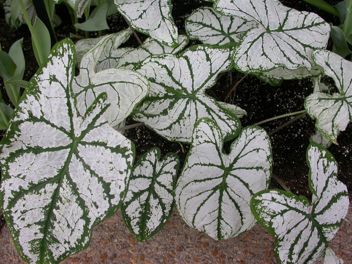 Country Creek Acres White Christmas Caladium