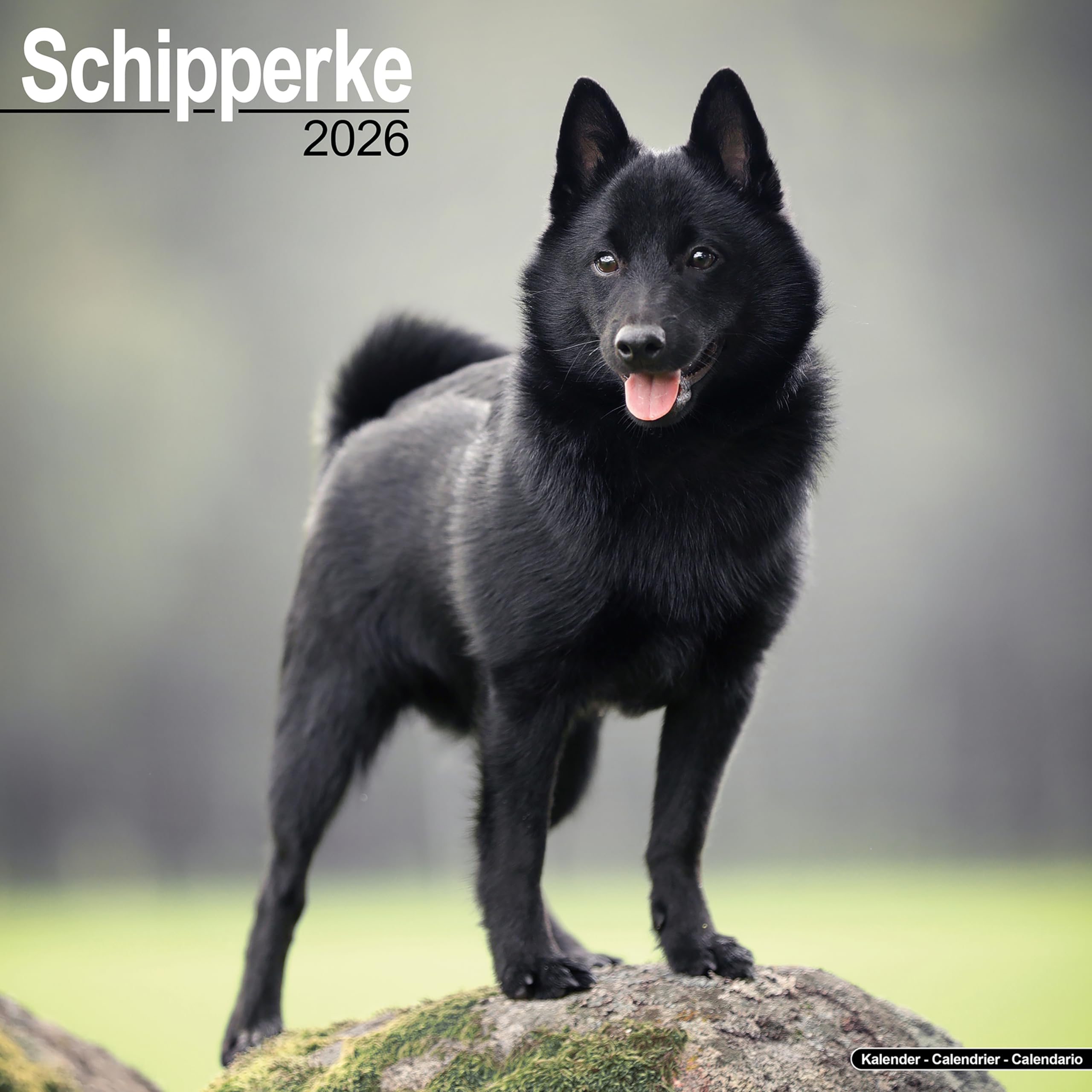 Schipperke Calendar 2026