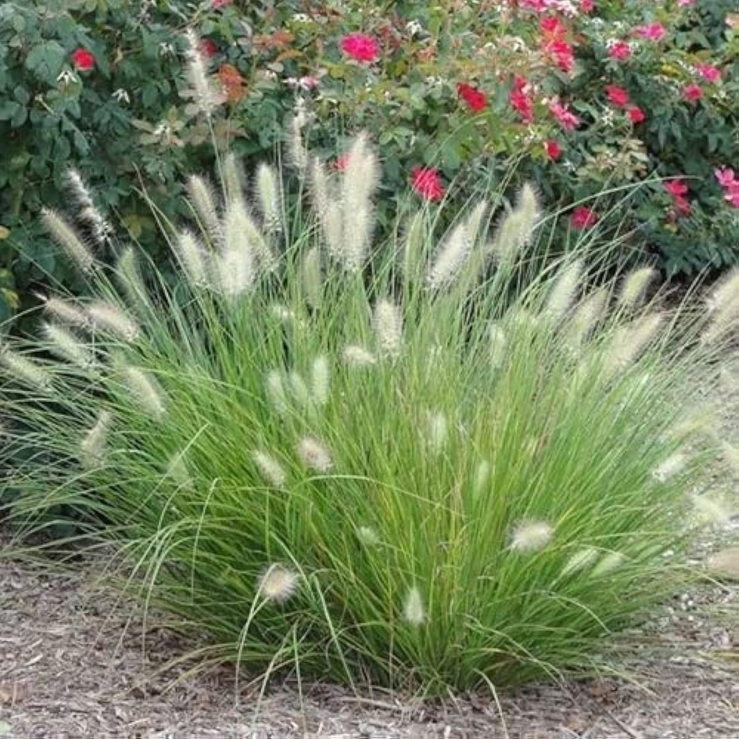 Pennisetum or Fountain Grass 40-50CM - Fresh Outdoor Plant for Backyard, Garden Decoration, and Landscape Design