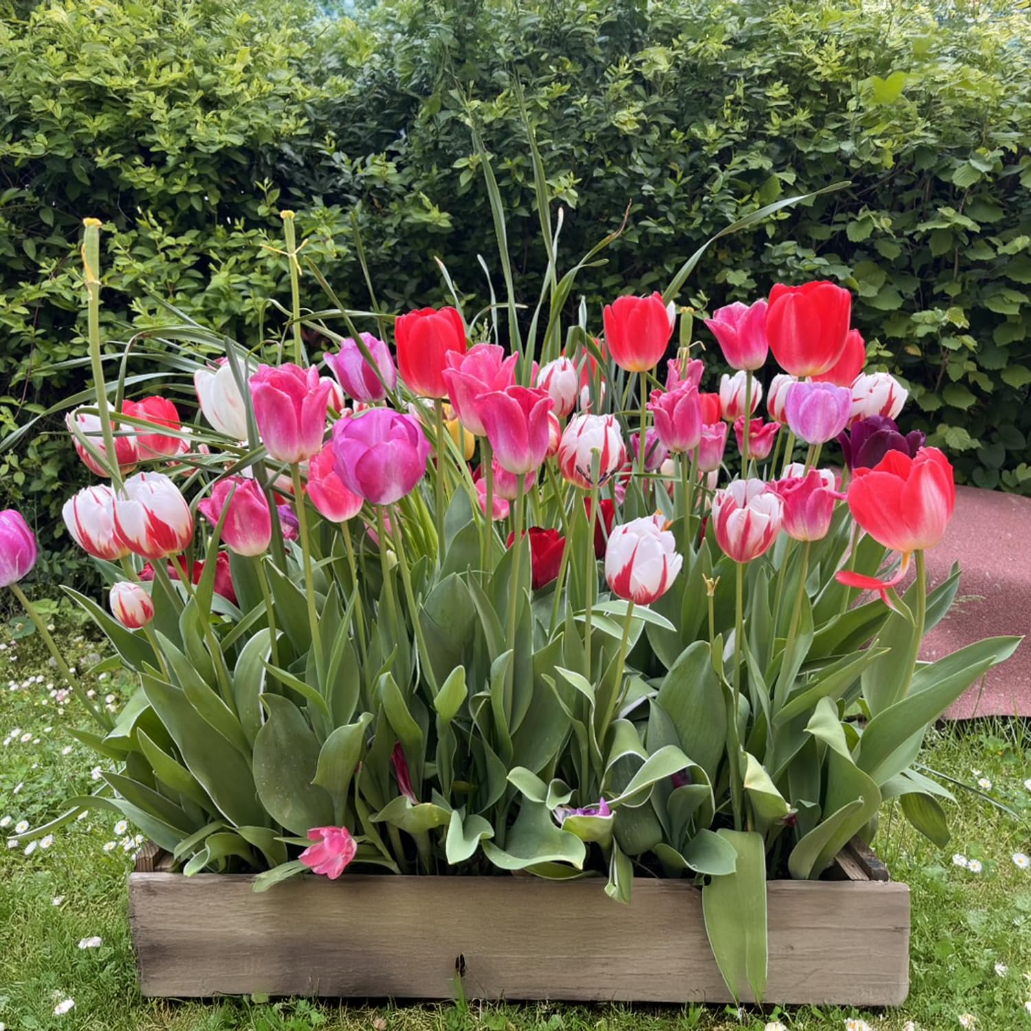 Bulbi Begonia Grandiflora 5 Pezzi - Fioritura Garantita Produttori Olandesi - Foto 5