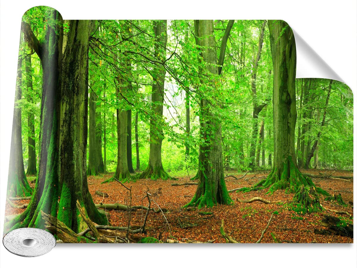 Papier peint forêt de hêtre à haute protection adhésive pour un entretien facile au quotidien
