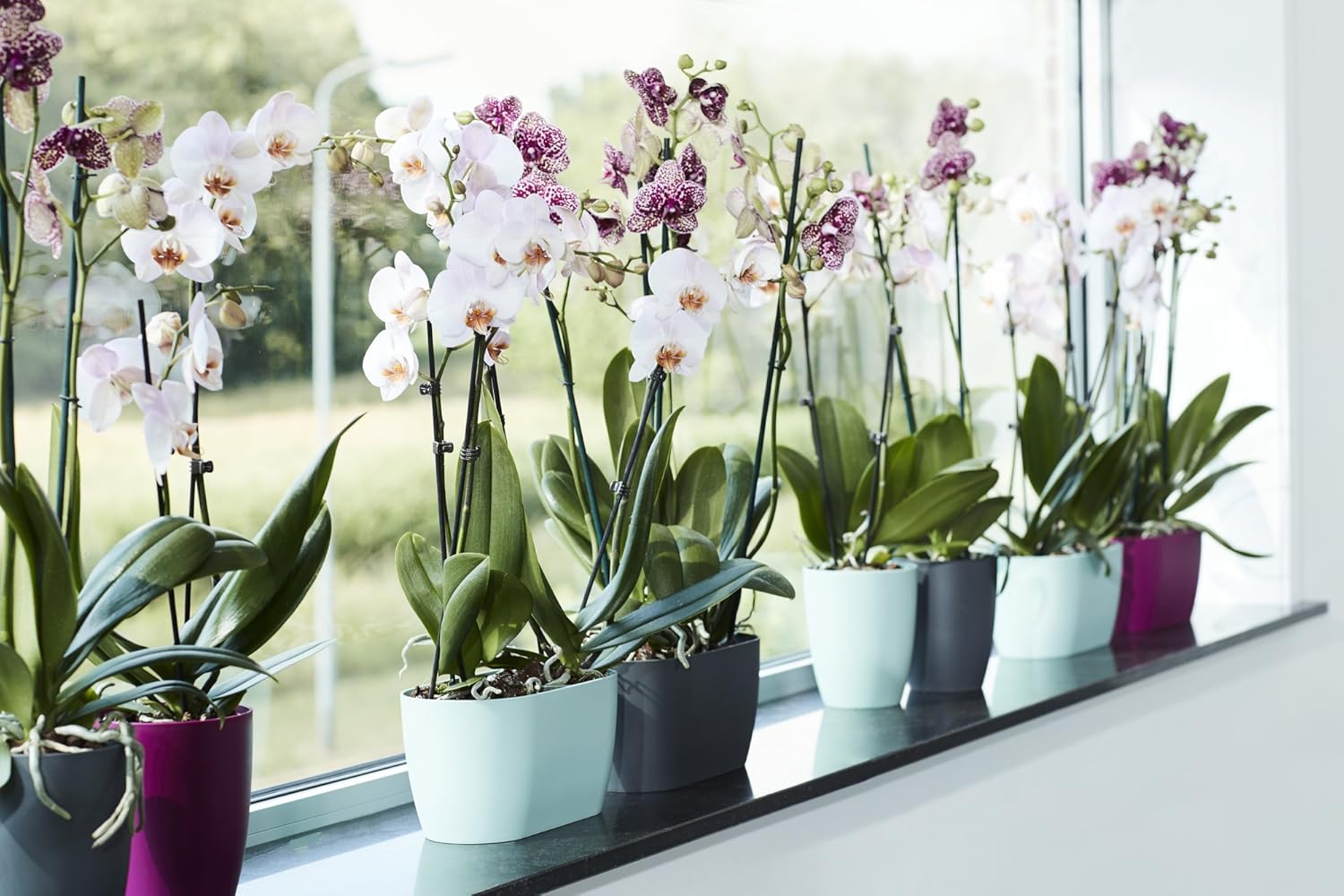 Elho Brussels Orchid Duo 25 - Flower Pot for Indoor - Ø 24.8 x H 12.0 cm - Transparent/Transparent