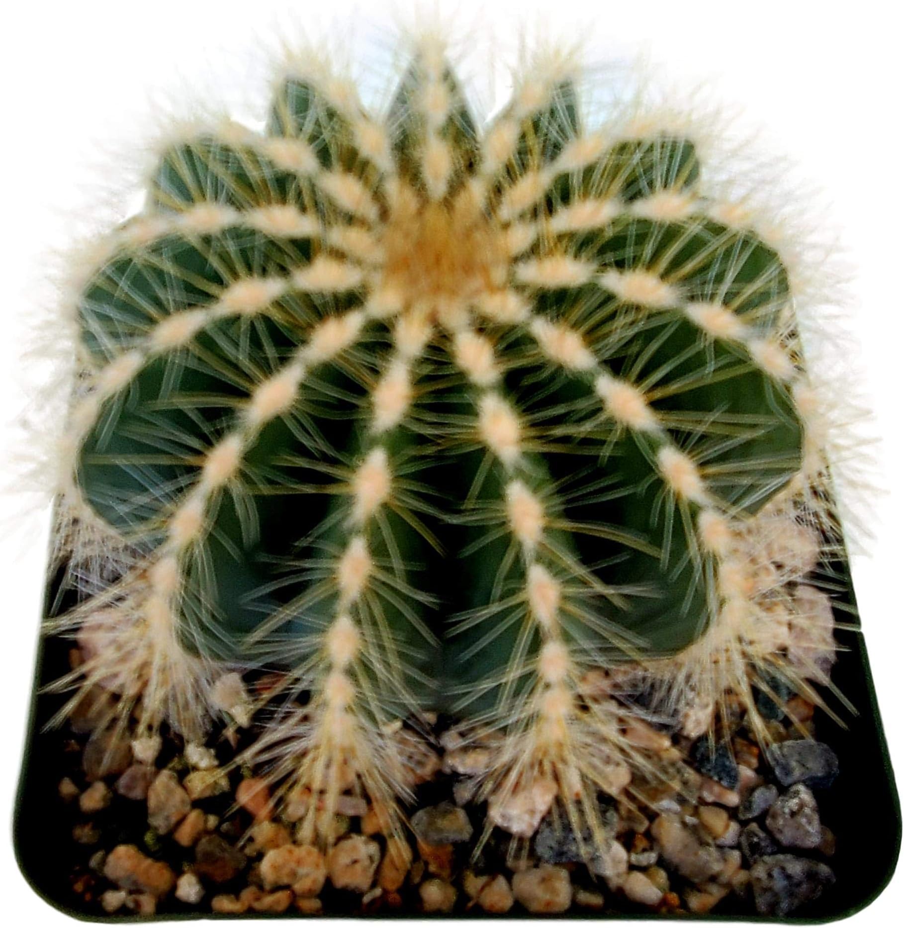 Cactus Plants in Gift Box | Rooted in 4 inch Planter Pots with Soil | Living Indoor or Outdoor CactiPlants (Notocactus magnificus)
