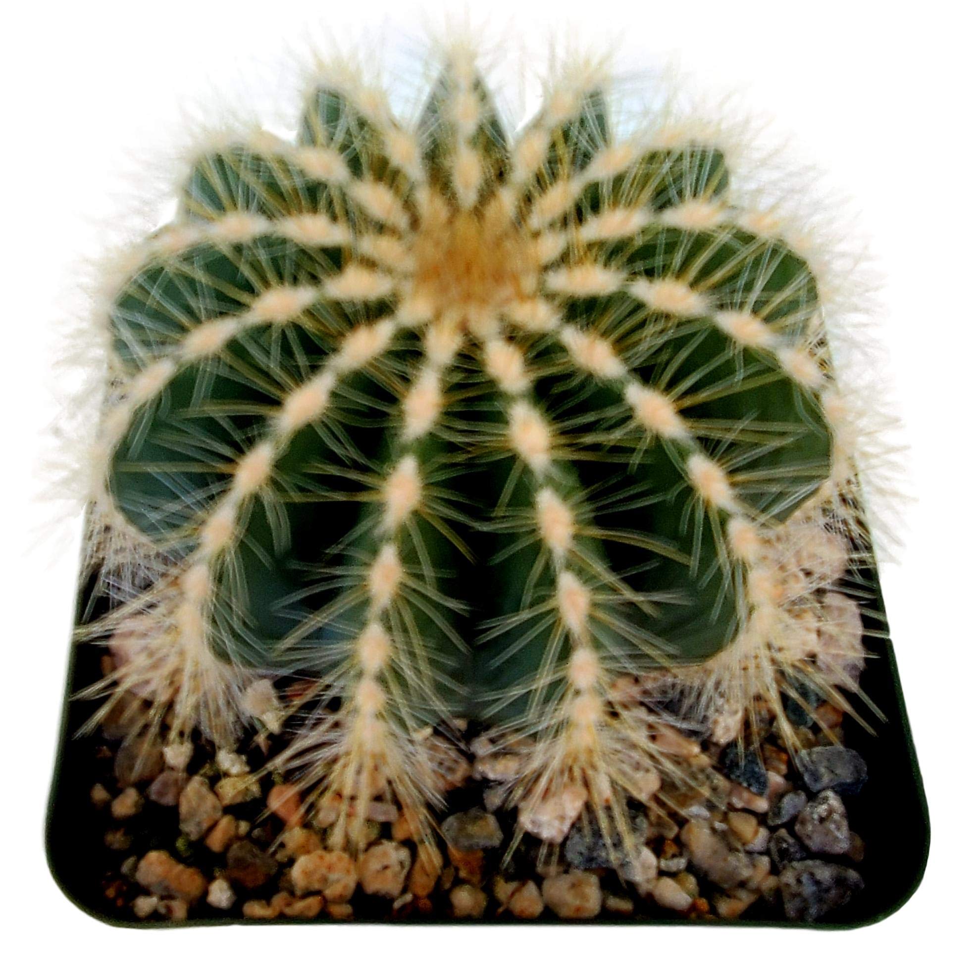 Cactus Plants in Gift Box | Rooted in 4 inch Planter Pots with Soil | Living Indoor or Outdoor CactiPlants (Notocactus magnificus)
