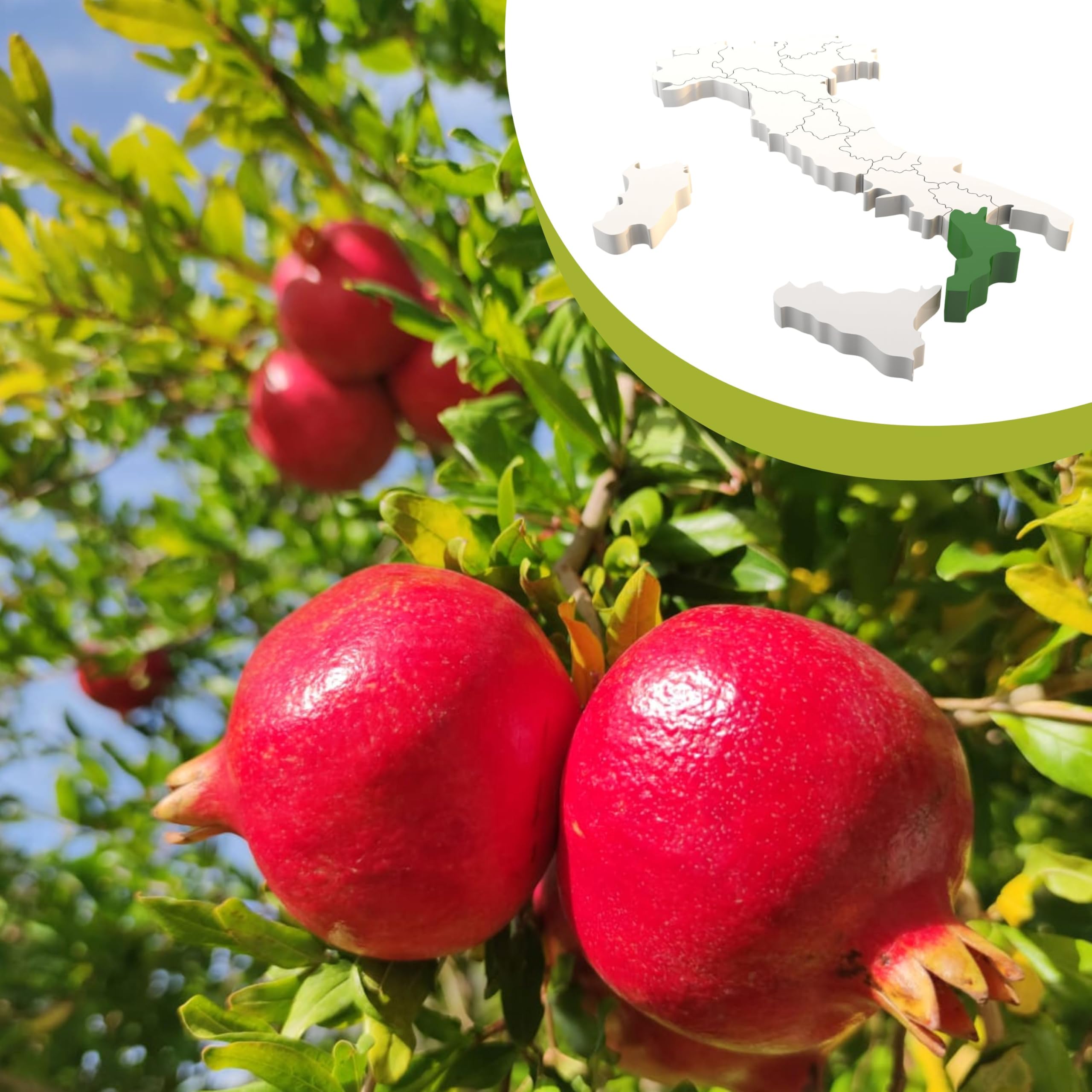 Agropic Succo di Melograno 100%, 24 bottiglie da 200 ml di puro succo di melograno senza zuccheri aggiunti, senza conservanti, Made in Italy