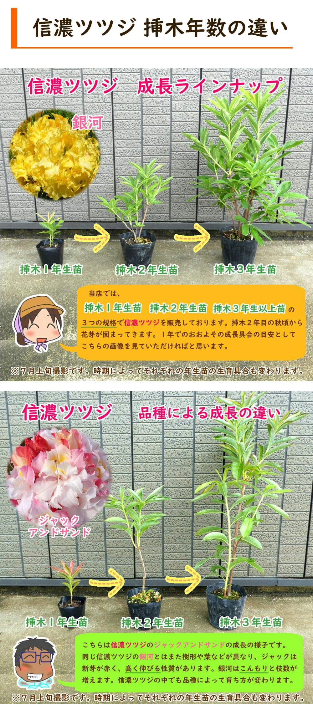 Amazon.co.jp: 八重咲き 信濃 ツツジ 苗 苗木「 P.P.I. 」挿木2年生株